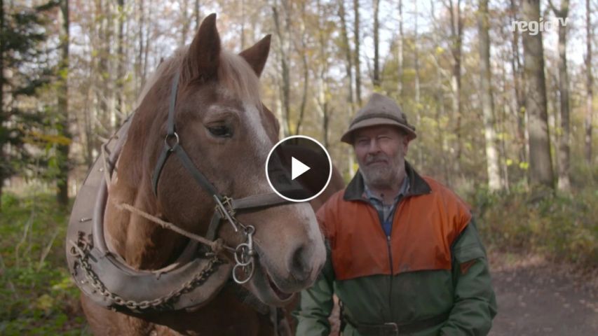 Link zum Video "Waldarbeit mit Pferden"