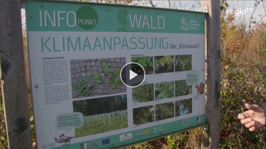 Link zum Video "Klimaresilienter Wald"