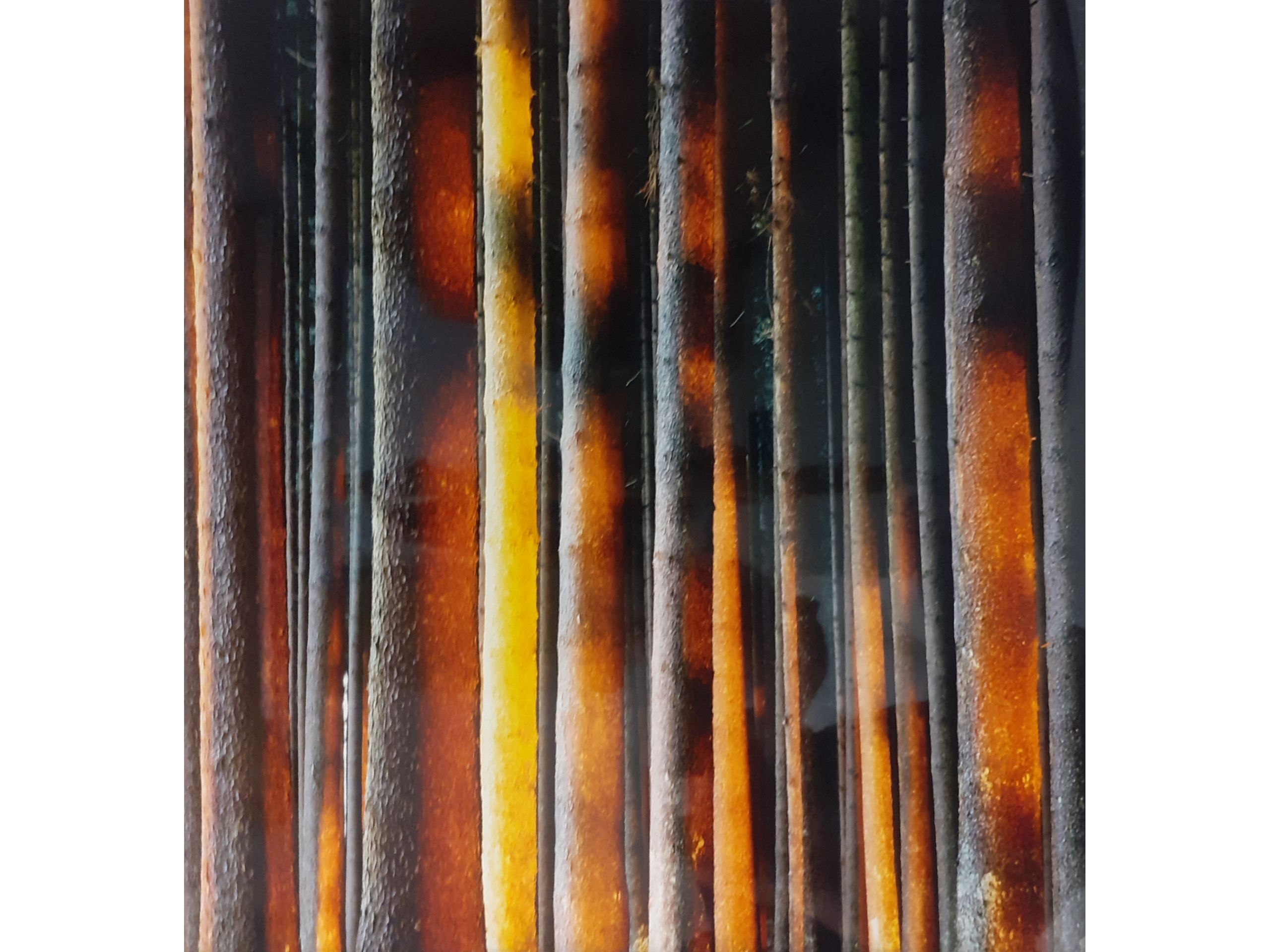 'Bäume', Fotografie, 60 x 50 cm, 120 € 