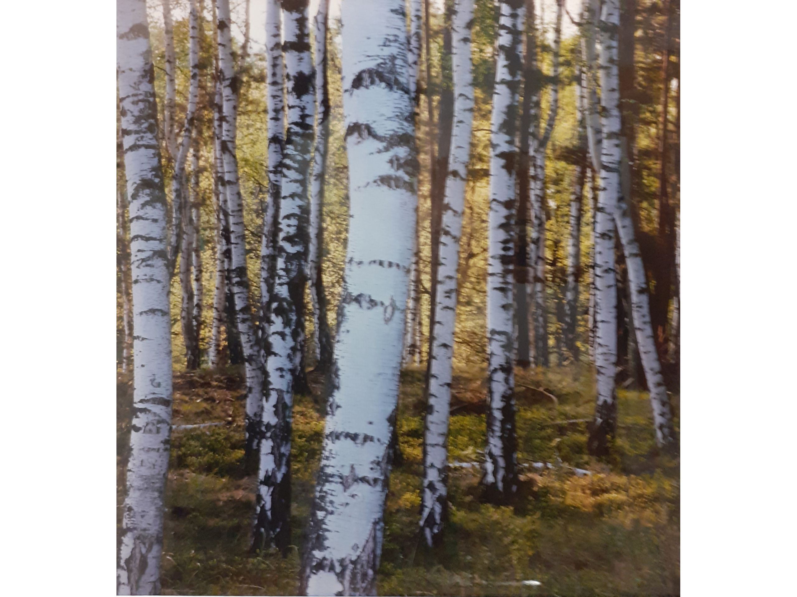 &#039;Birken&#039;, Fotografie, 60 x 50 cm, 120 € 