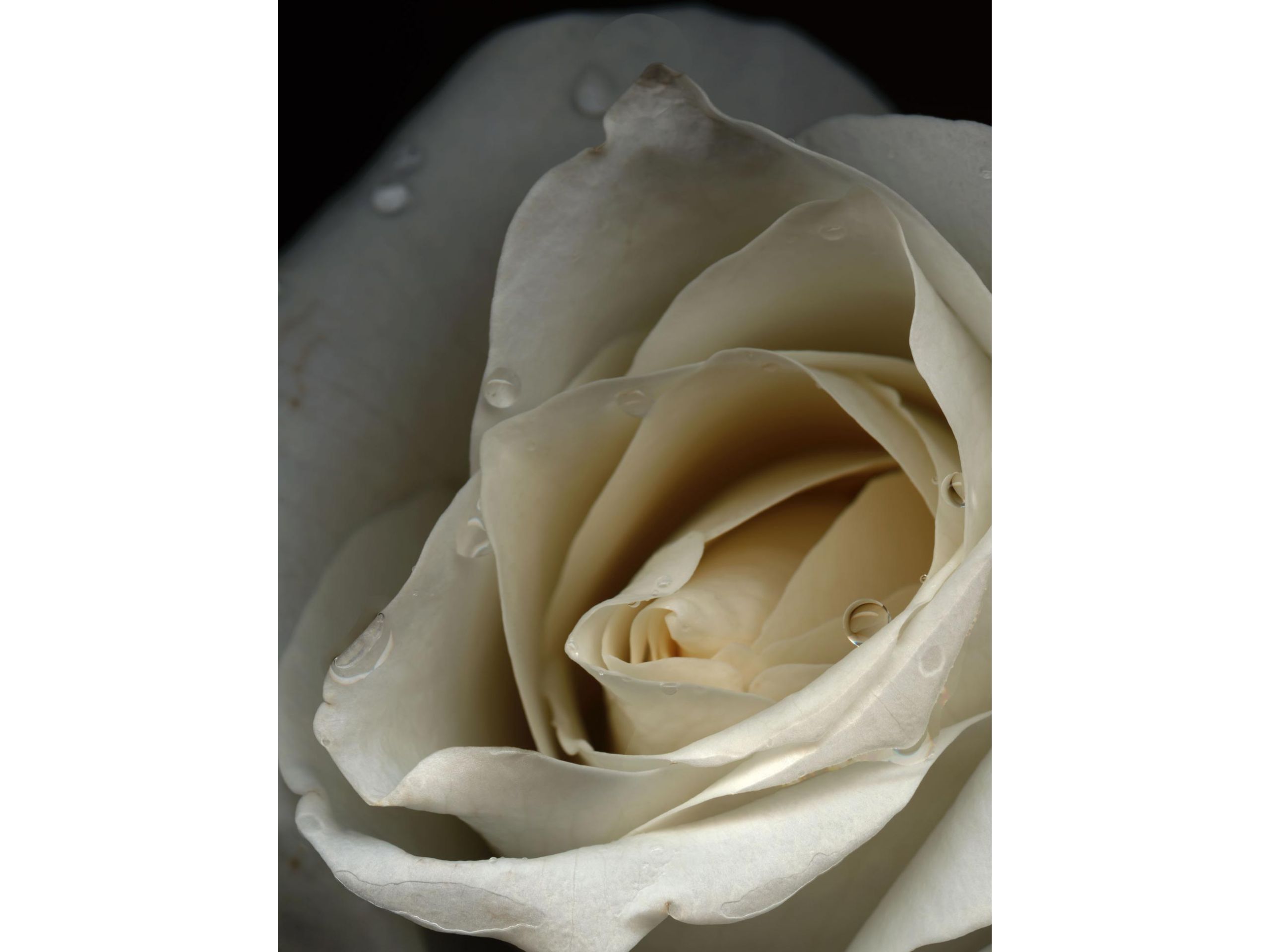 'Roses', 2004, Foto-Scan, 53 x 40 cm, 150 € 