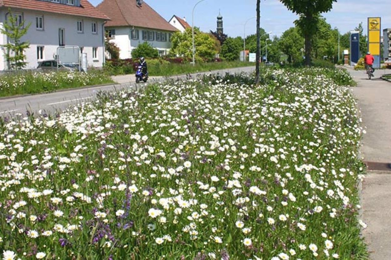 Umwandlung von Einheitsgrün in artenreiches Grün im Siedlungsbereich