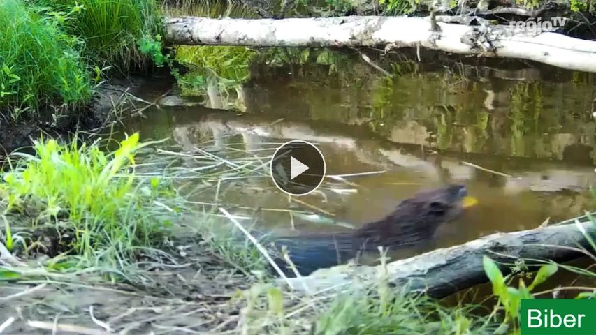Link zum Video "Auf den Spuren des Bibers"